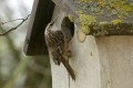 Inspection par le grimpereau des jardins